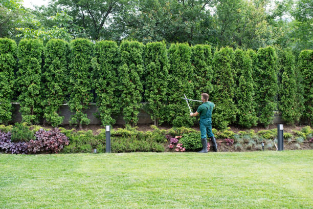 Best Tree Maintenance Programs  in Whiting, WI